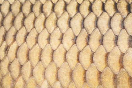 Many big fish brown scales closeup.の写真素材