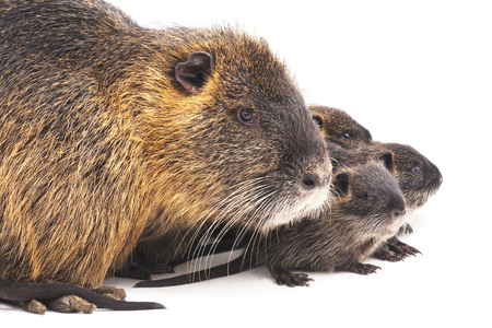 Nutria with children isolated on a white background.の写真素材