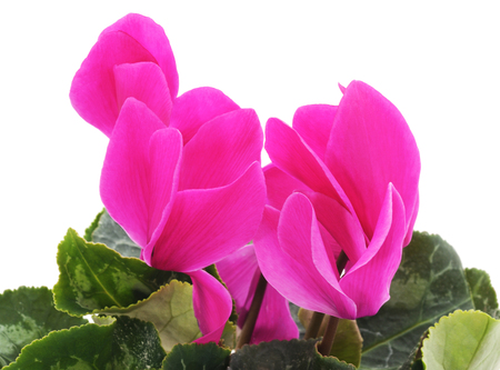 Pink cyclamen isolated on a white background.の写真素材