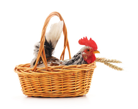 Cock in a basket with wheat ears on a white background.の写真素材
