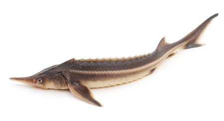 Fresh sturgeon isolated on a white background.の写真素材