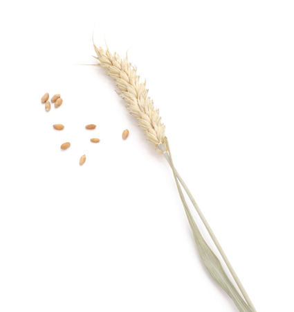 Ears of wheat isolated on a white background.の写真素材
