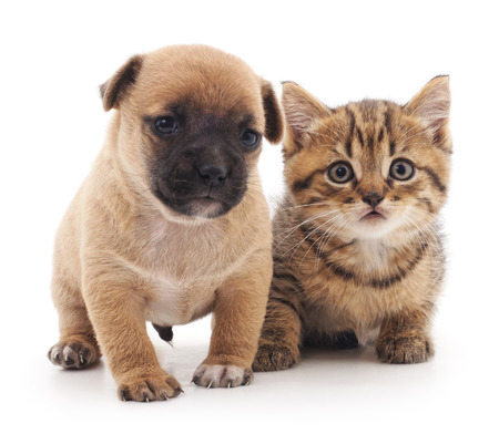 Puppy and kitten isolated on a white background.の写真素材