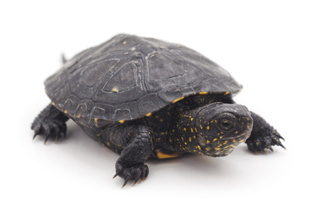 Small turtle isolated on a white background.の写真素材