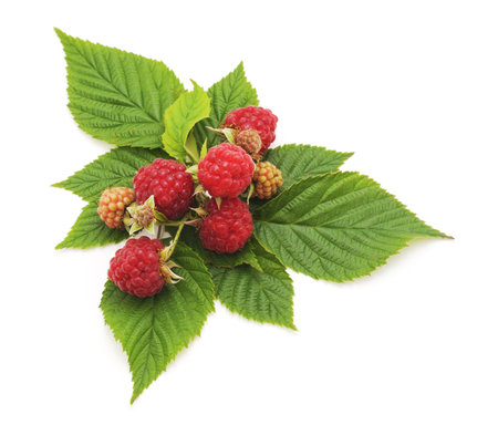 Berries raspberries isolated on a white background.
