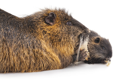 Nutria with child isolated on a white background.の写真素材