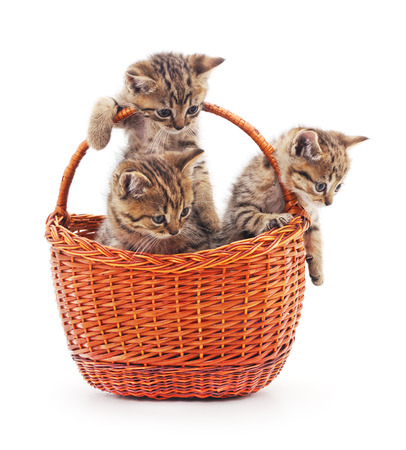 Kittens in a basket isolated on a white background.の写真素材