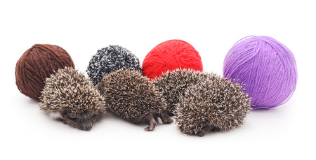 Little hedgehogs and fur balls on a white background.の写真素材