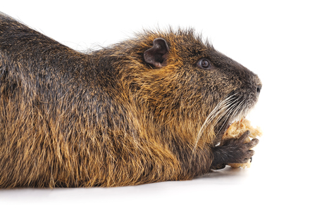 Large nutria isolated on a white background.の写真素材