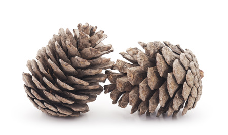 Cones of trees on a white background.の写真素材