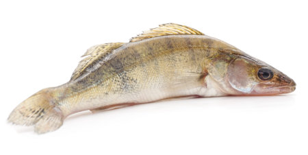 Fresh zander isolated on a white background.の写真素材