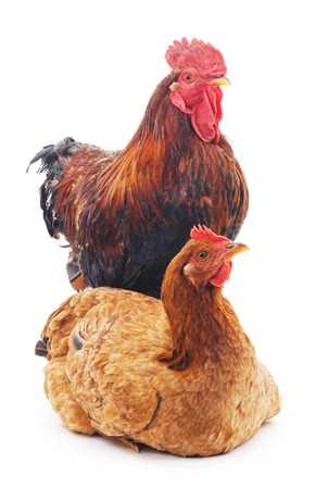 Red rooster and hen isolated on a white background.の写真素材