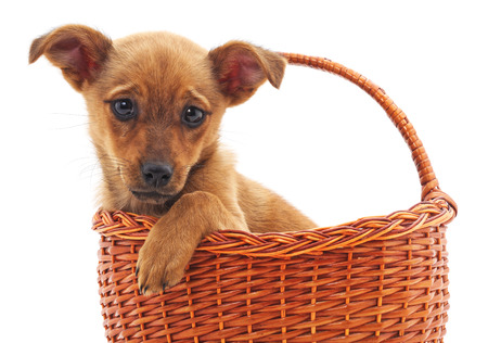 Puppy in a basket isolated on a white background.の写真素材