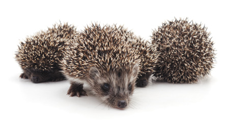 Four little hedgehogs isolated on a white background.の写真素材