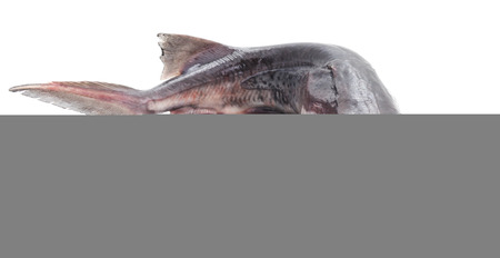 Raw paddlefish isolated on a white background.の写真素材