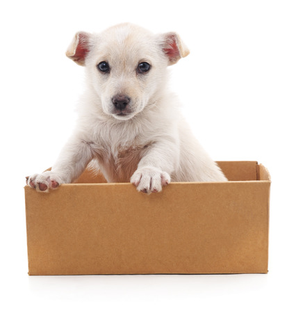White puppy in a box isolated on white background.の写真素材