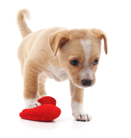 Brown puppy with heart isolated on a white background.の写真素材