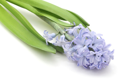 Blue hyacinth isolated on a white background.の写真素材