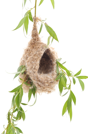 Nest on a branch isolated on a white background.の写真素材