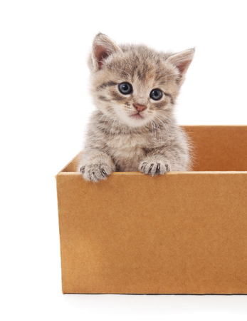Cat in a box isolated on white background.の写真素材