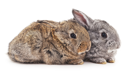 Two rabbits isolated on a white background.の写真素材
