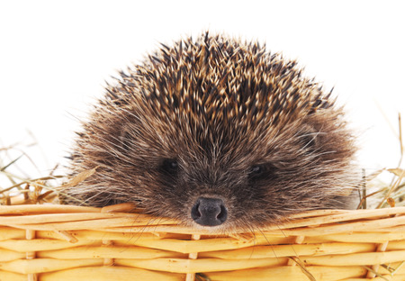 Small hedgehog isolated on a white background.の写真素材