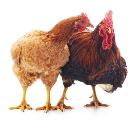 Hen and cock isolated on a white background.の写真素材