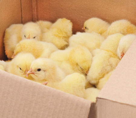 Many little yellow chicks in a box.の写真素材