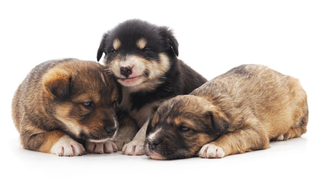 Three puppies isolated on a white background.の写真素材