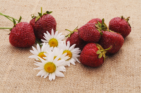 Strawberries in the basket and on the sacking and daisies.の写真素材