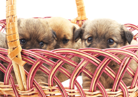 Three puppies isolated on a white background.の写真素材