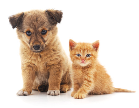 Puppy and kitten isolated on a white background.の写真素材