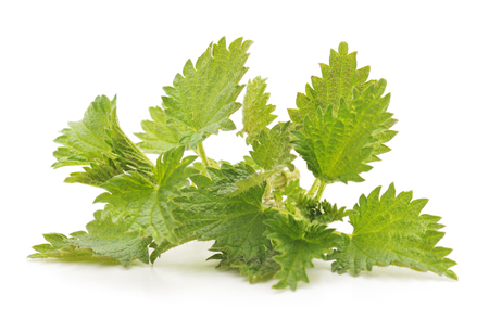 Green nettle isolated on a white background.の写真素材