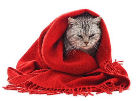 Cat in a scarf on a white background.の写真素材
