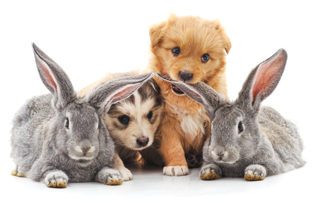 Two rabbits and two puppies isolated on white background.の写真素材