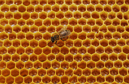 One bee on yellow honeycomb with honey.の写真素材