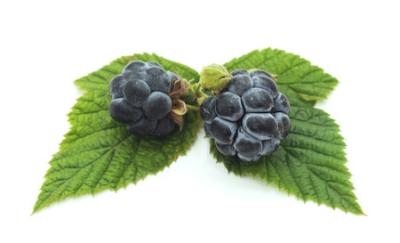 Two blueberries isolated on a white background.