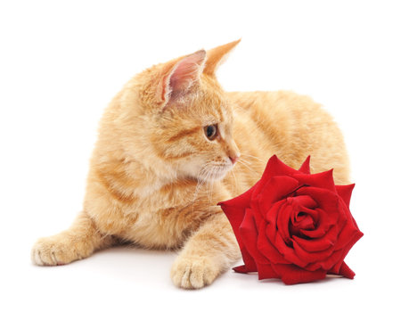 Brown kitten and a red rose isolated on a white background.の写真素材