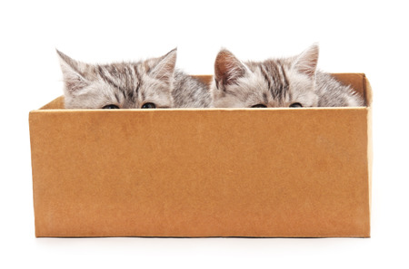 Two cats in a box isolated on white background.の写真素材