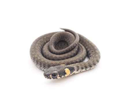 Small reptile isolated on a white background.