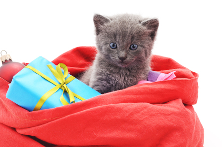 Kitten in a Christmas bag with gifts isolated on a white background.の写真素材
