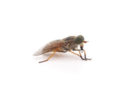 One big gadfly isolated on a white background.