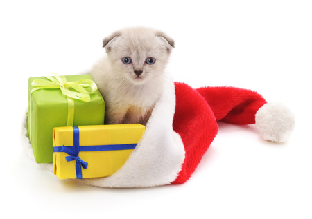 Kitten with Christmas gifts isolated on a white background.の写真素材