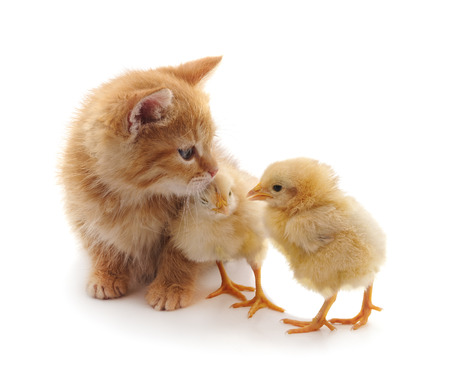 Red kitten and chickens on a white background.の写真素材