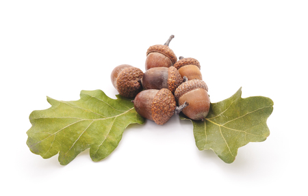 Group of acorns with leaves isolated on a white background.の写真素材