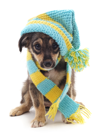Dog in a cap and scarf isolated on white background.の写真素材