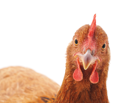 Young brown chicken isolated on a white background.の写真素材