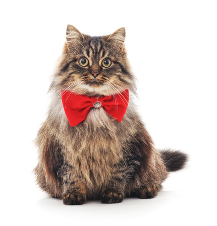 Kitten in butterfly isolated on a white background.の写真素材