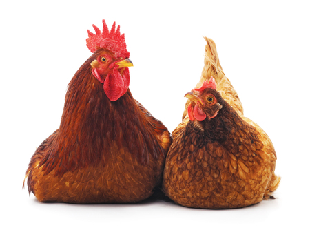 Hen and cock isolated on a white background.の写真素材