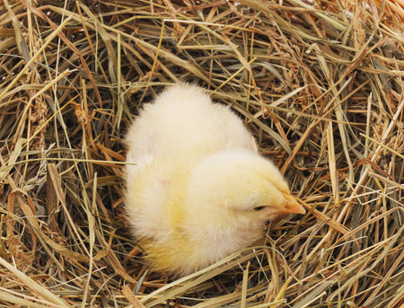 Little fluffy chicken sitting in a nest of hay.の写真素材